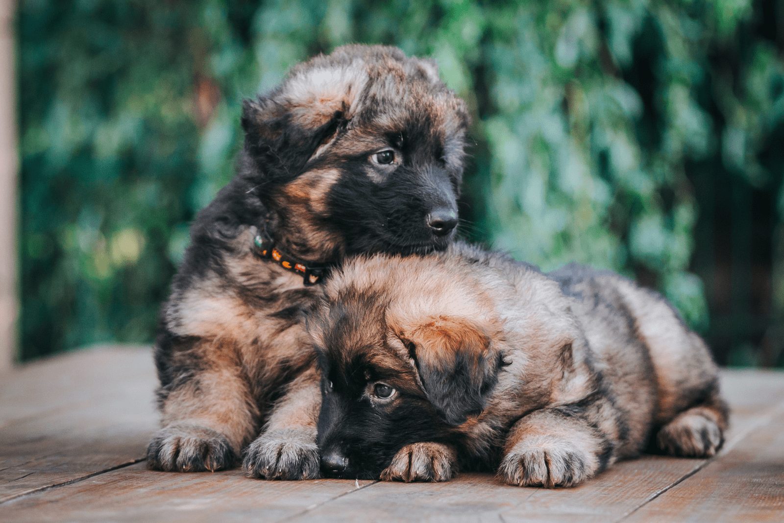 dos adorables Cachorros de Pastor Alemán