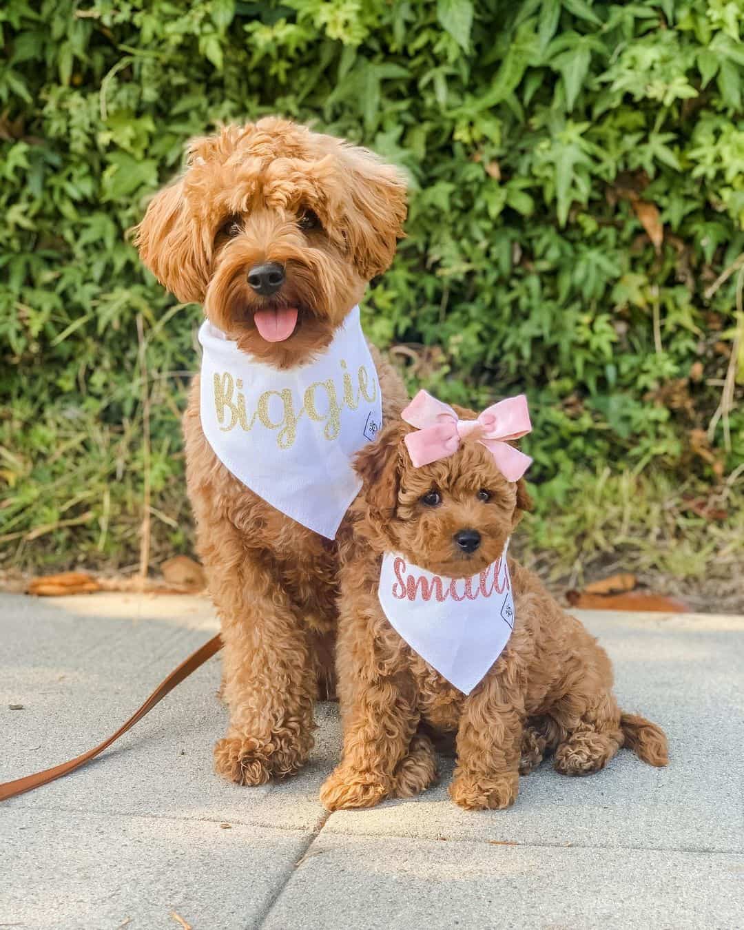 dos adorables perros Goldendoodle