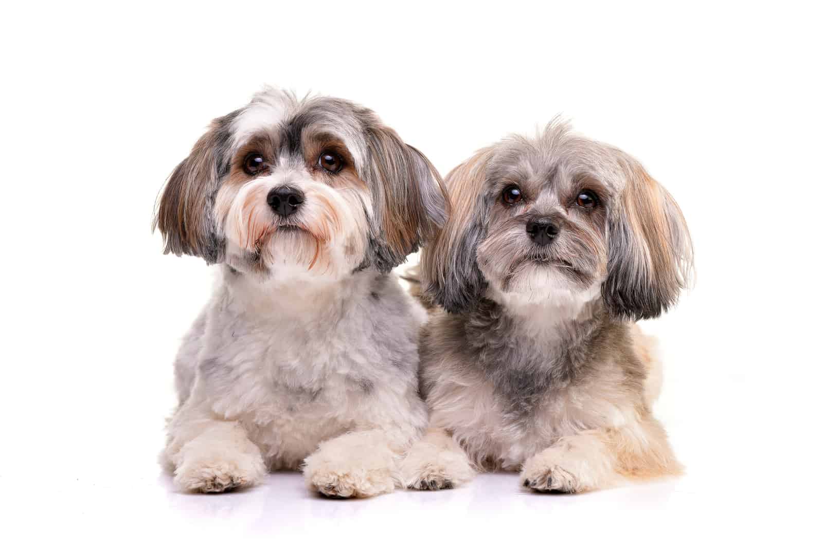 dos perros habaneros adorables