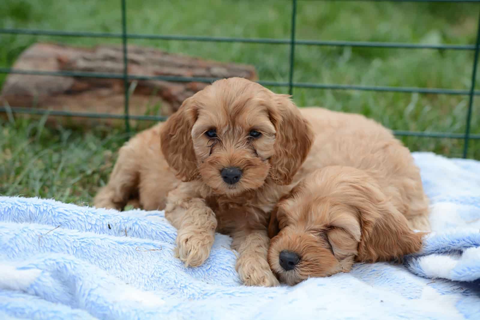 dos adorables cachorros cockapoo acostados juntos