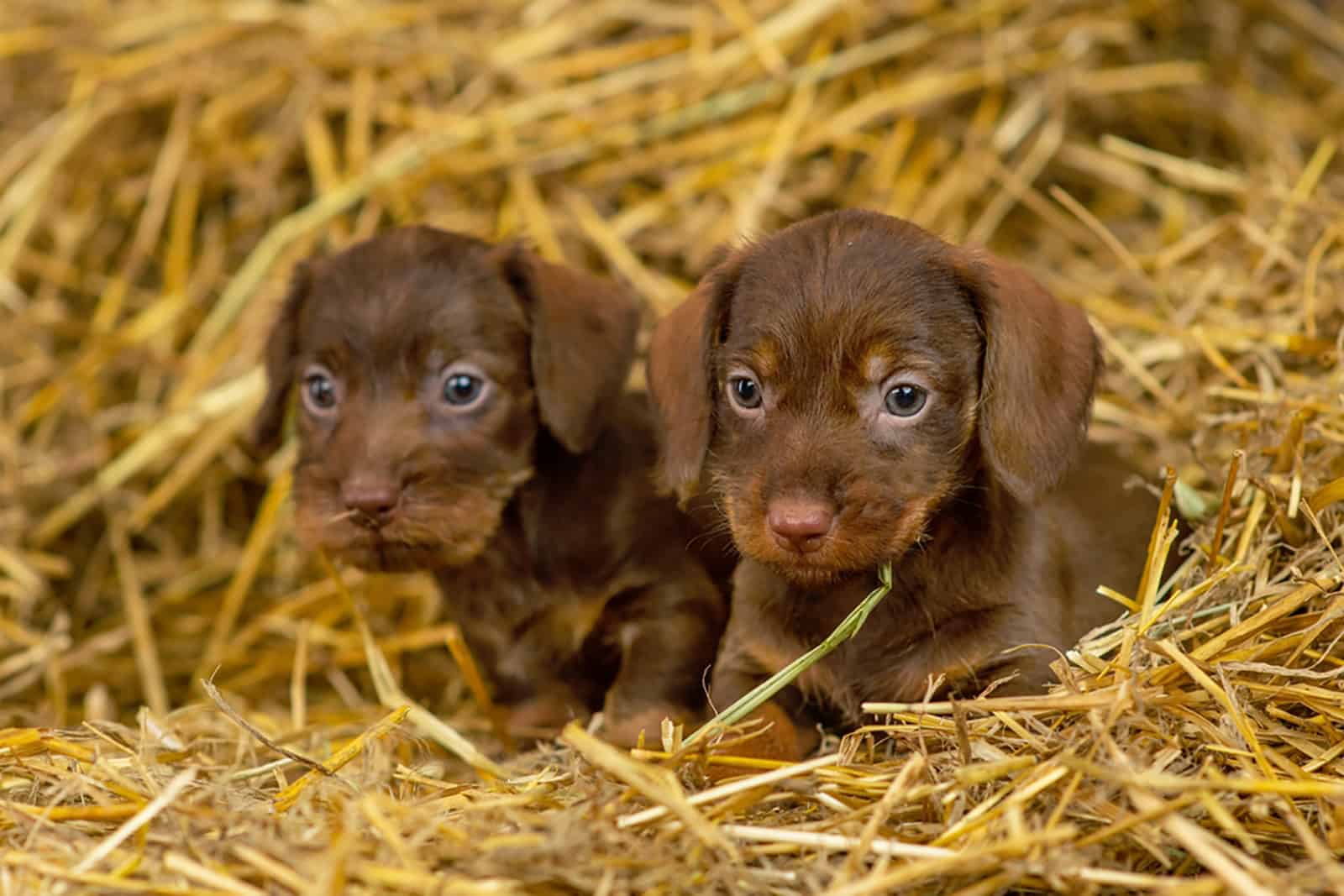 dos adorables cachorros de dachshund sentados en el heno