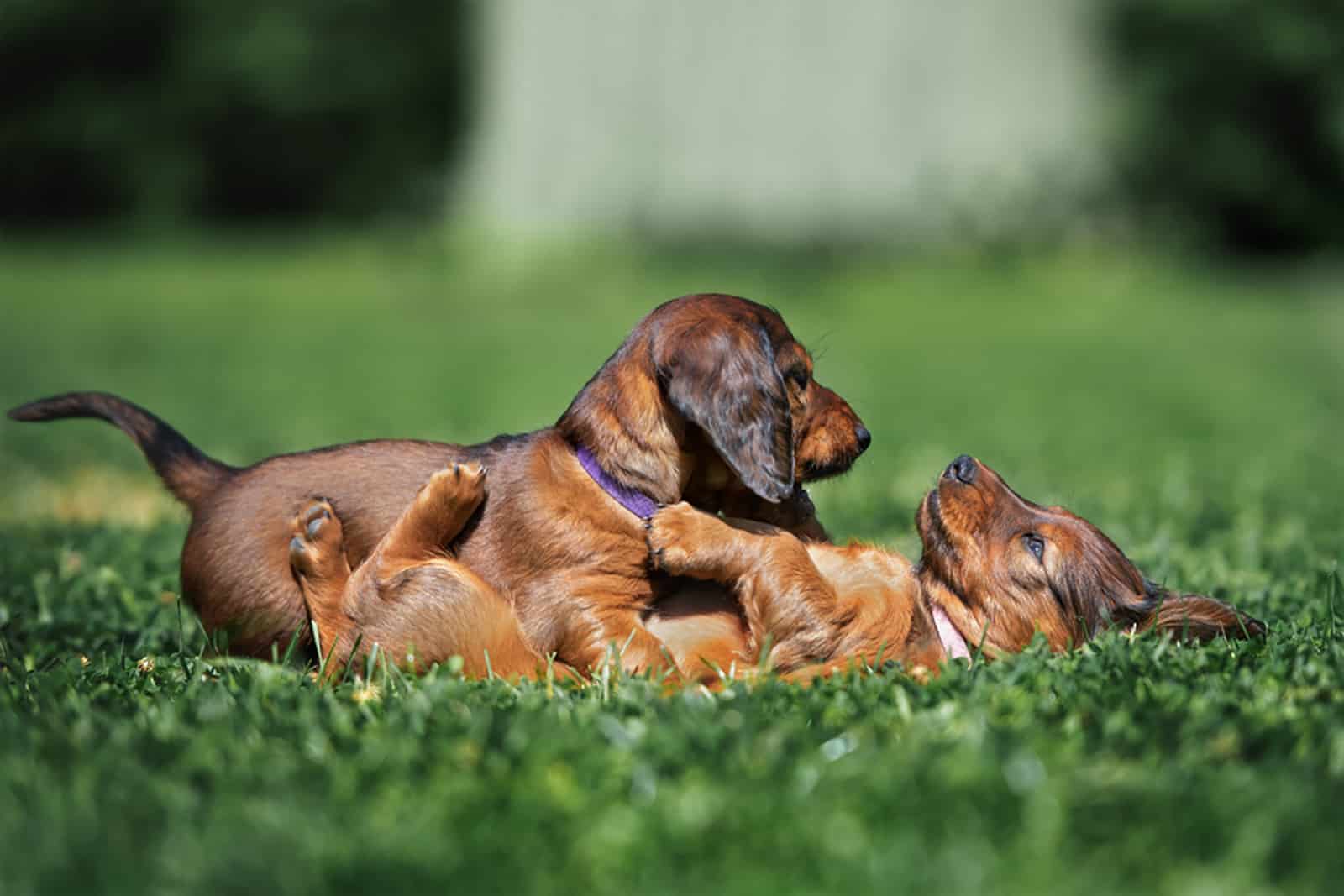 dos adorables cachorros de dachshund jugando juntos en el césped