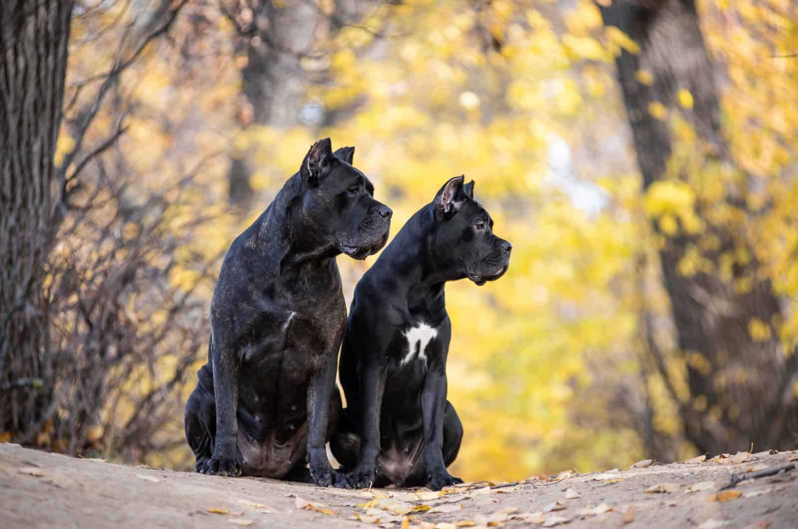 dos perros Cane Corso adultos