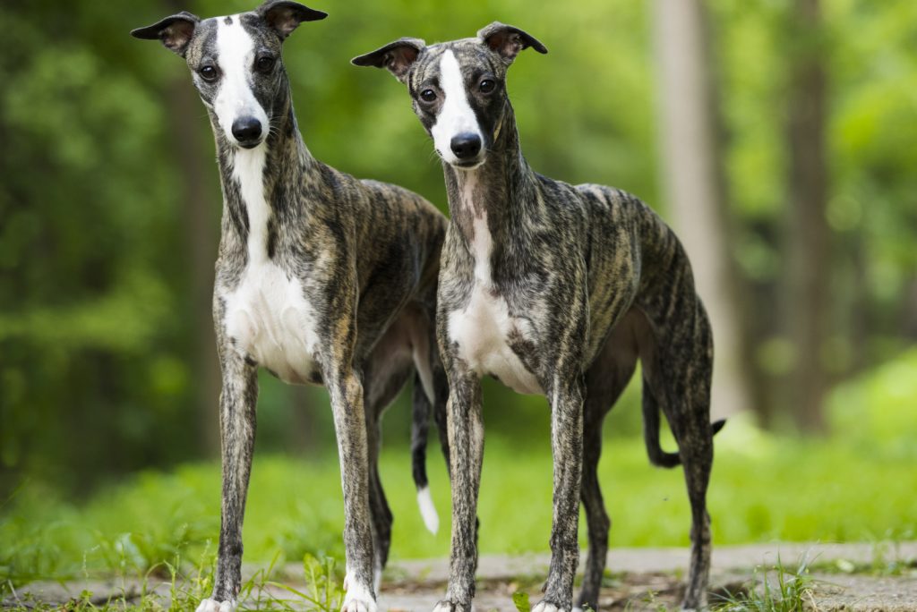 dos perros whippet adultos