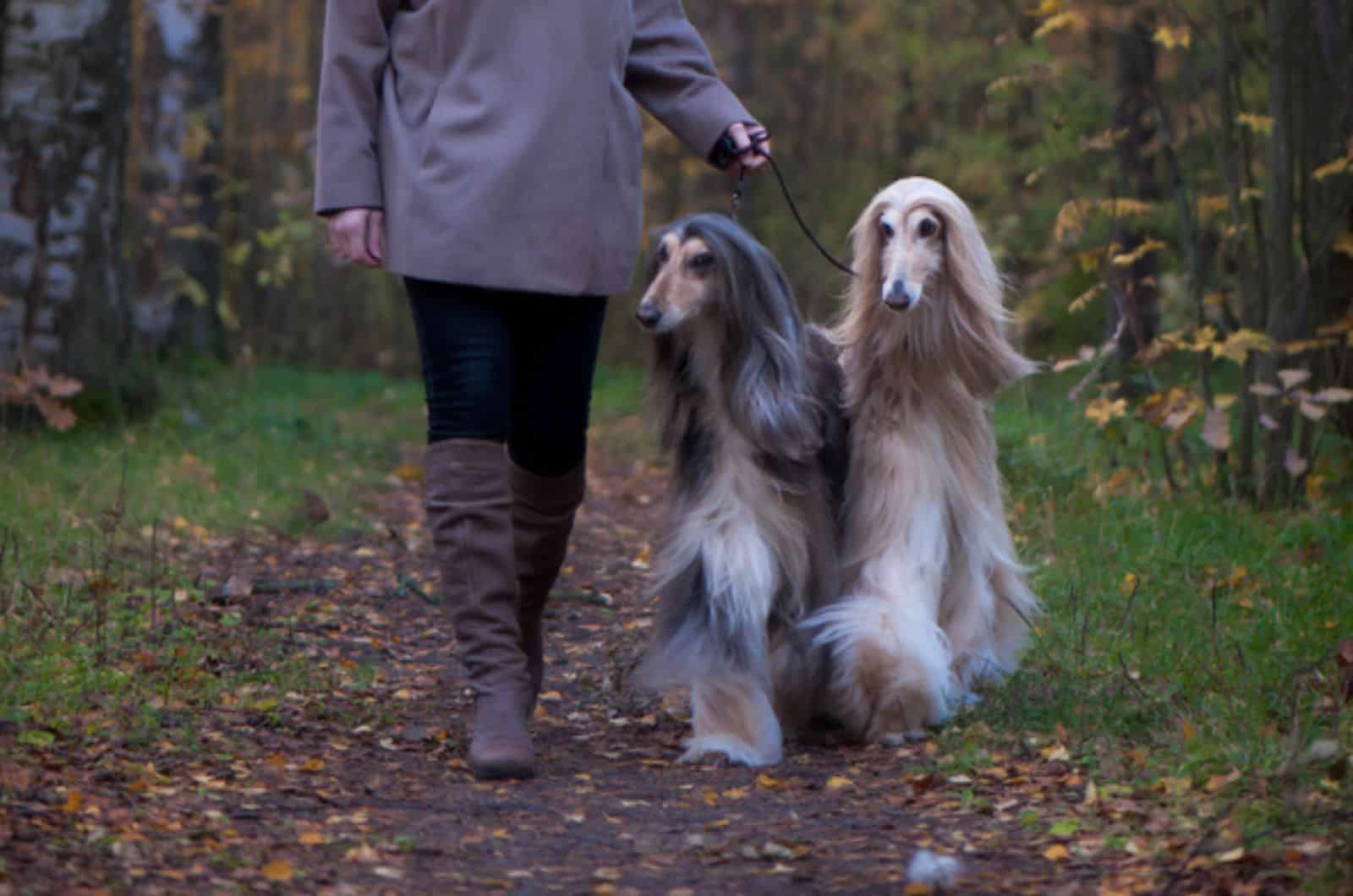 dos perros afghan hound caminando en el parque