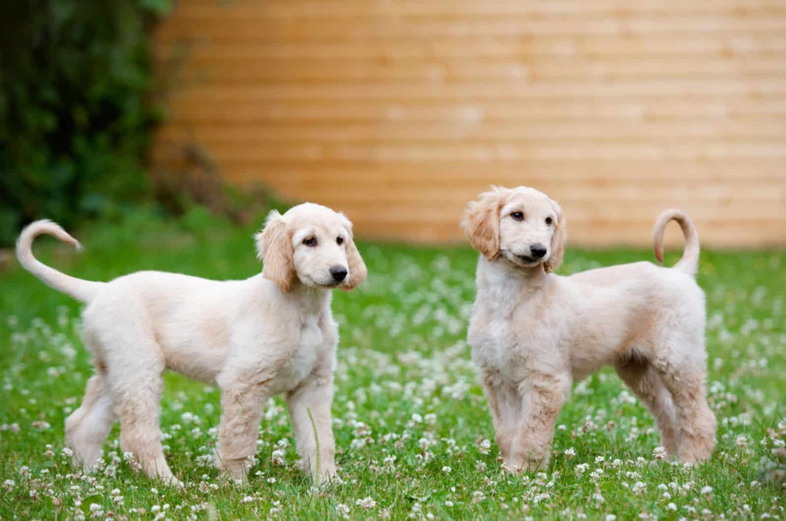 dos cachorros de afghan hound parados en el césped