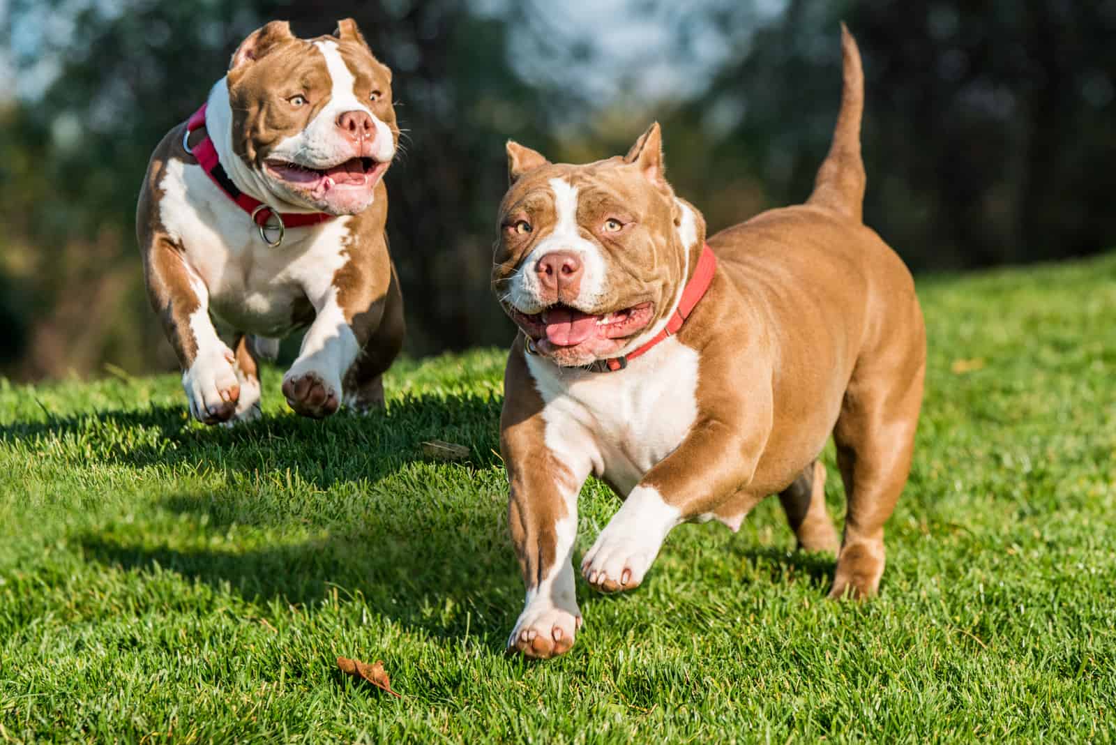 dos bullies americanos corriendo