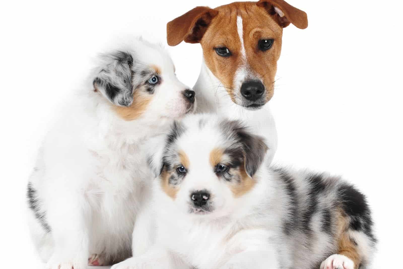 dos cachorros de pastor australiano y un jack russell sobre fondo blanco