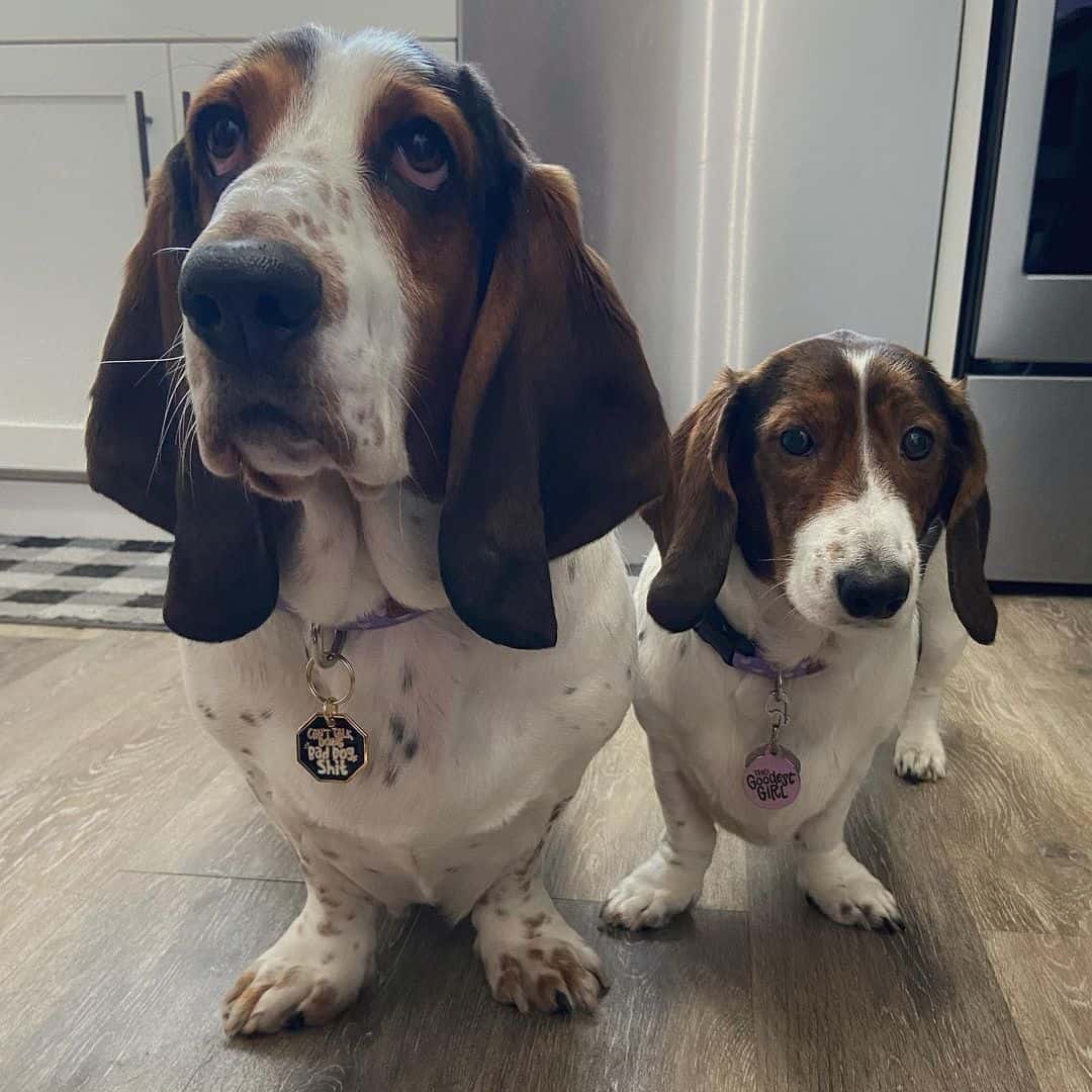dos hermosos Basschshund sentados en la cocina