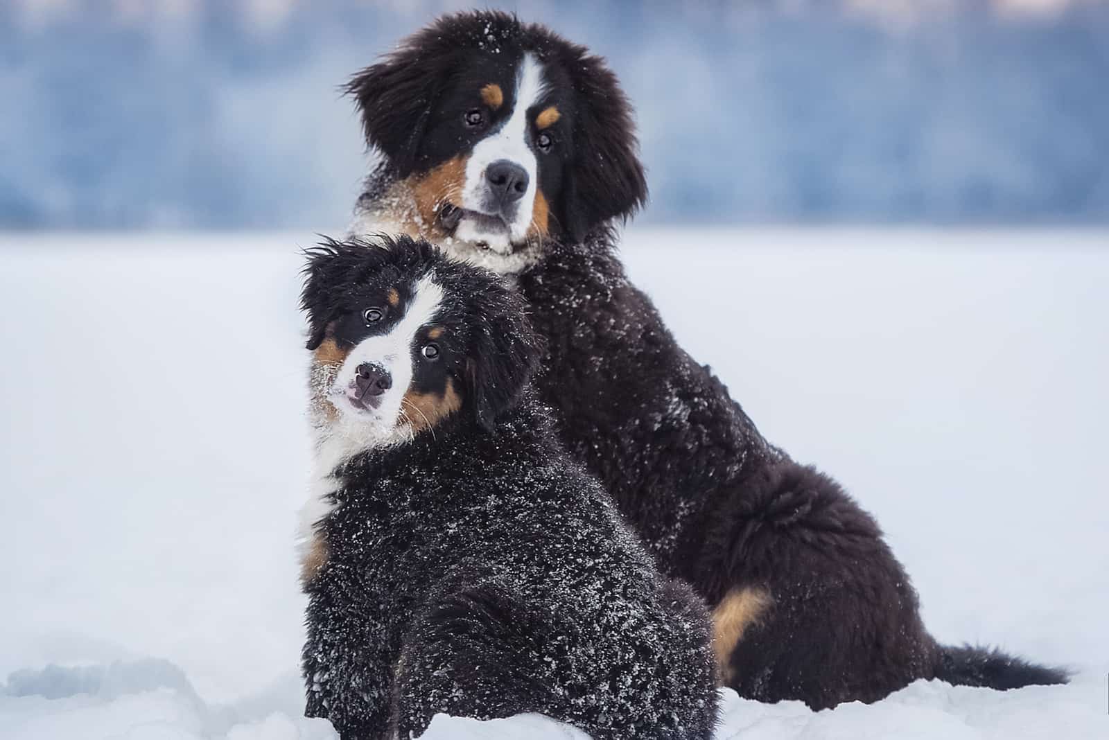 dos boyeros de berna en la nieve