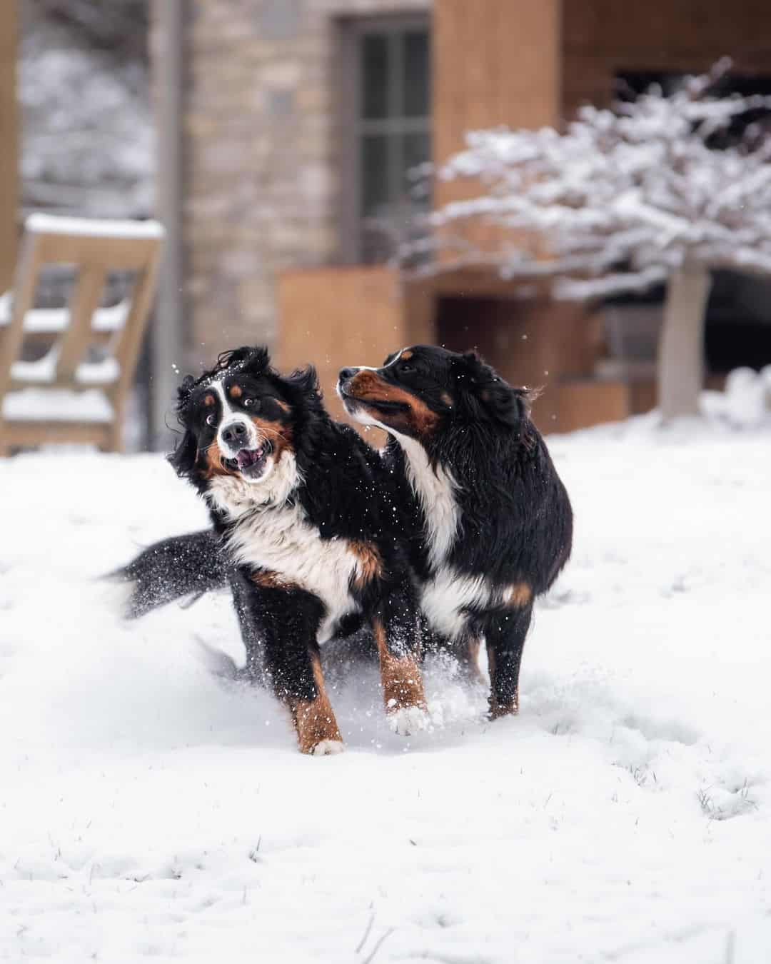 Dos perros de montaña de Berna jugando en la nieve