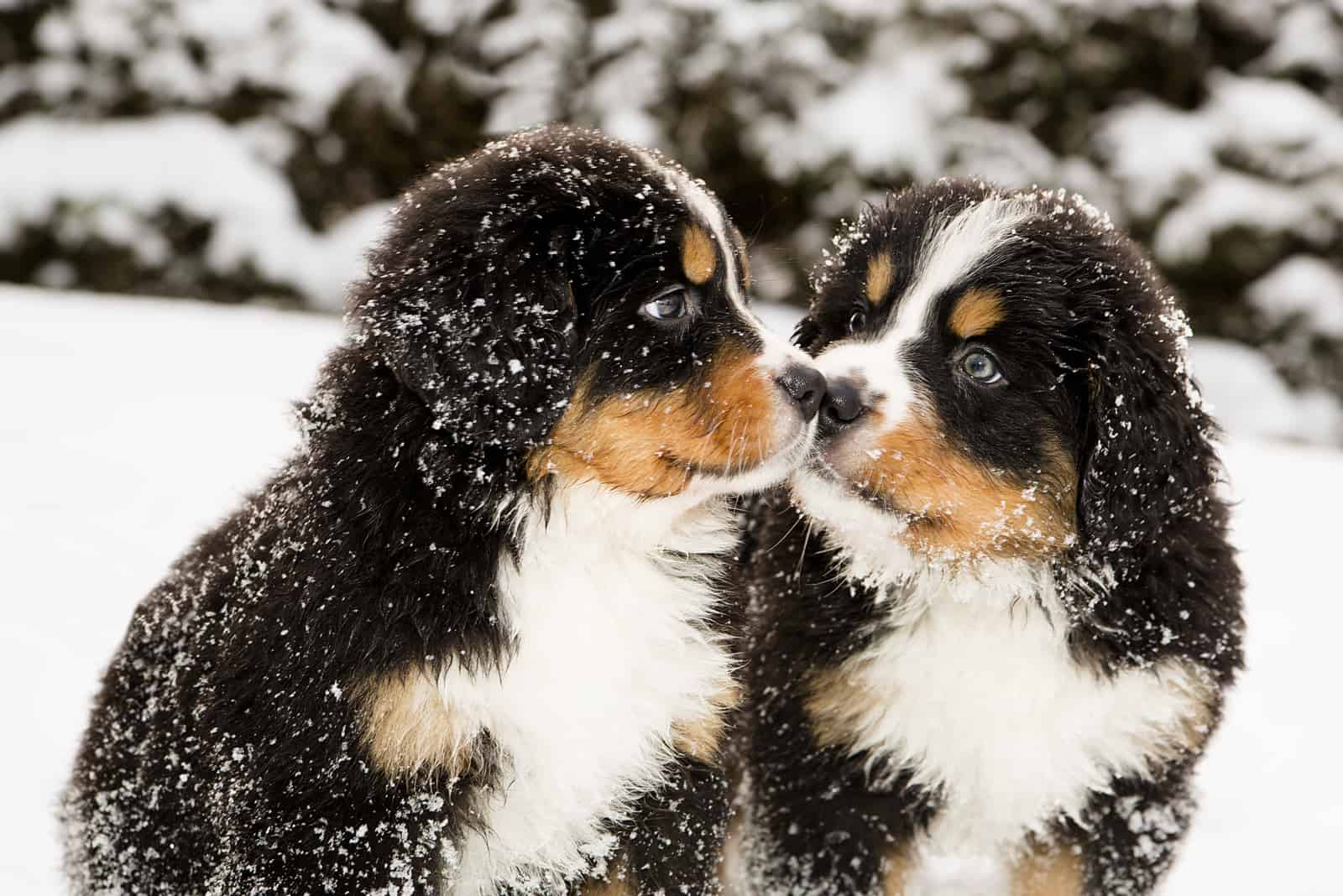 dos cachorros de boyero de berna en la nieve