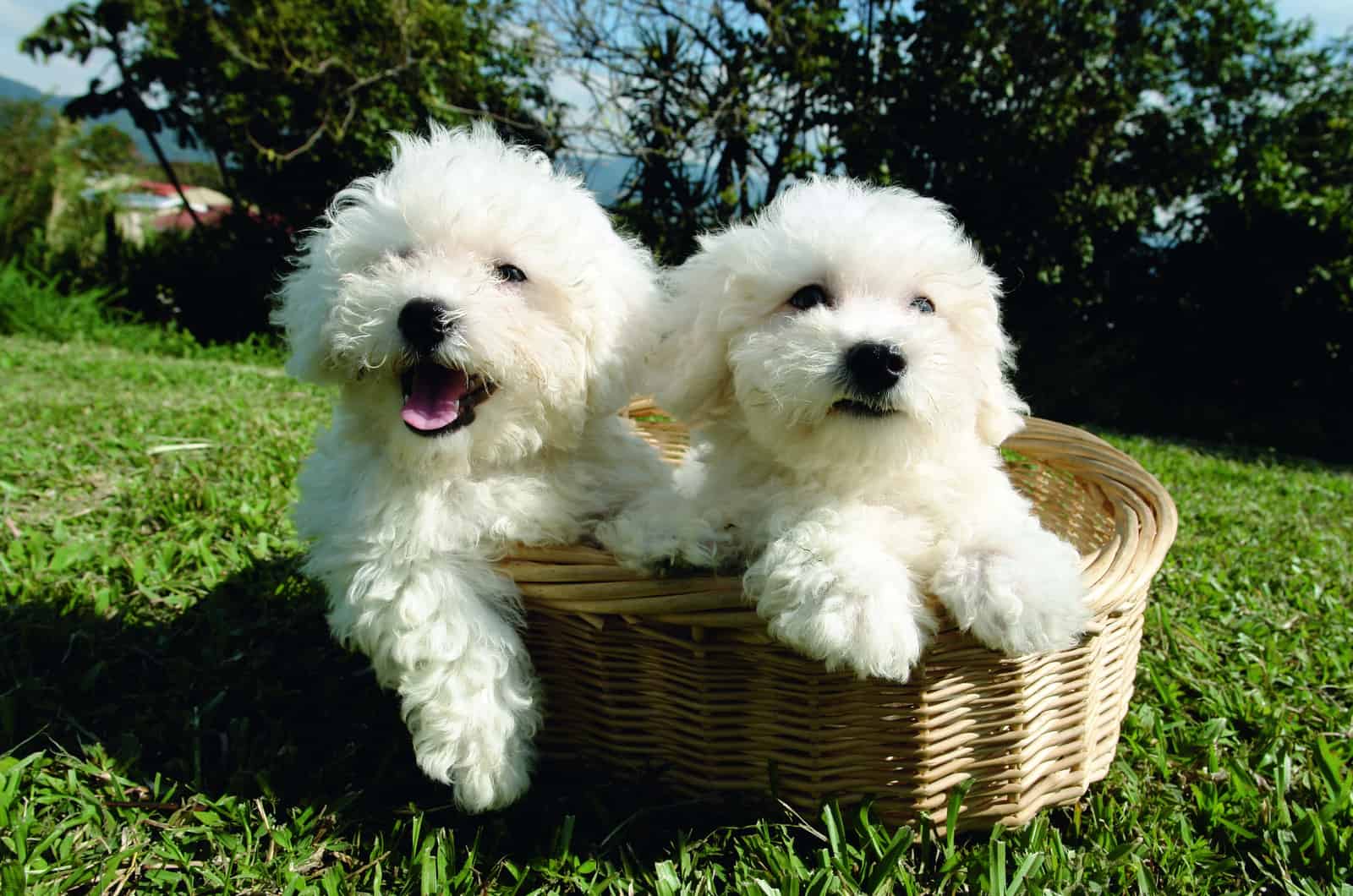 dos perros bichón frisé en una cesta