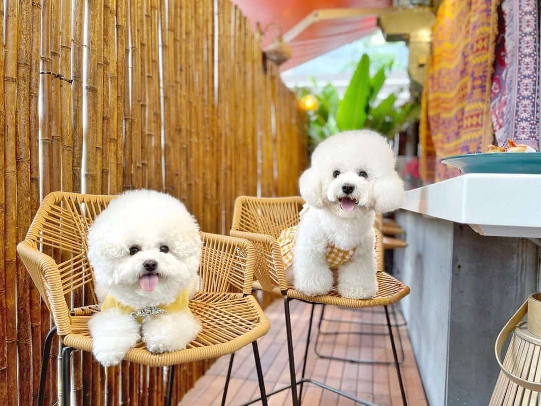 dos perros bichón frisé en sillas