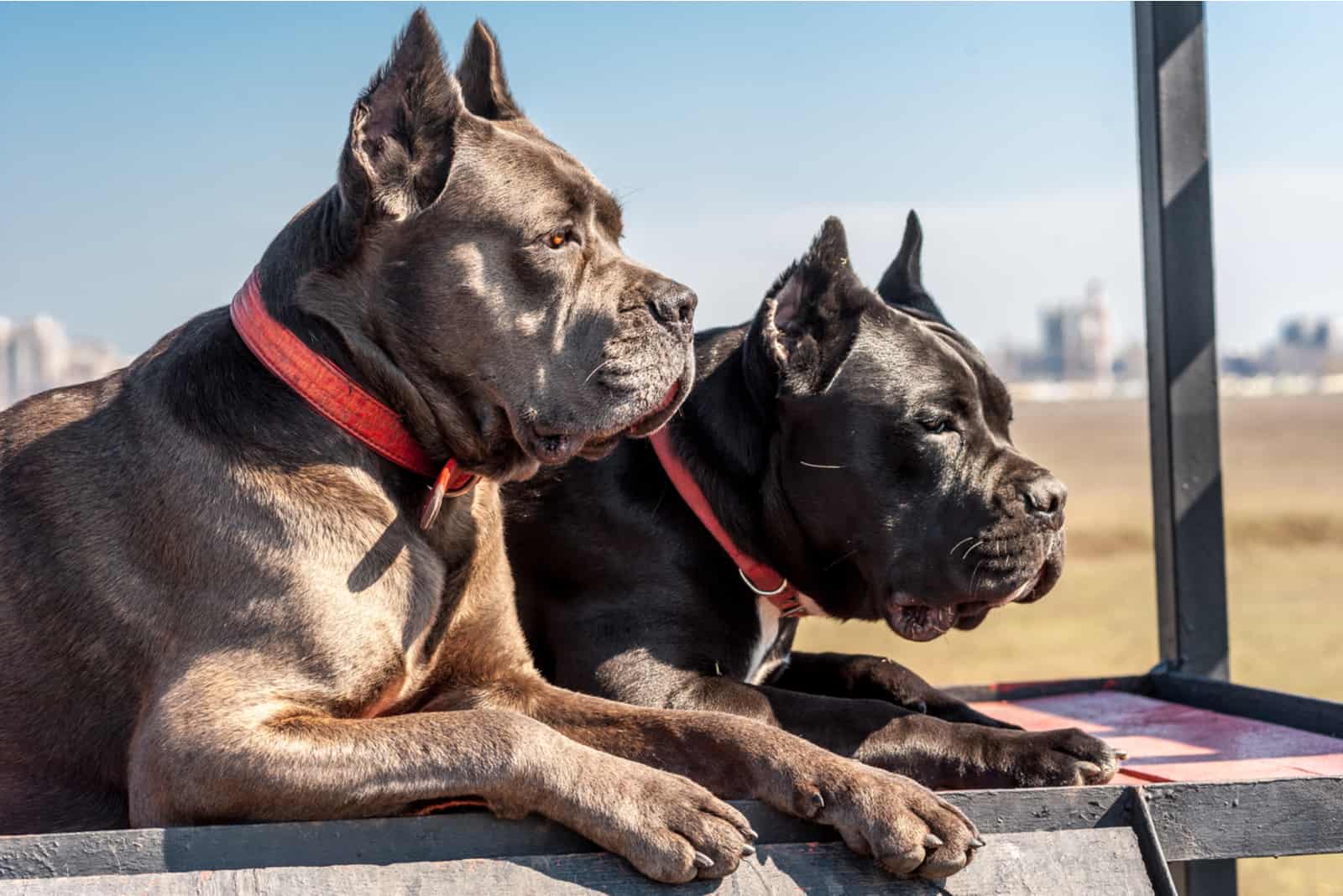 dos perros negros mirando a la distancia