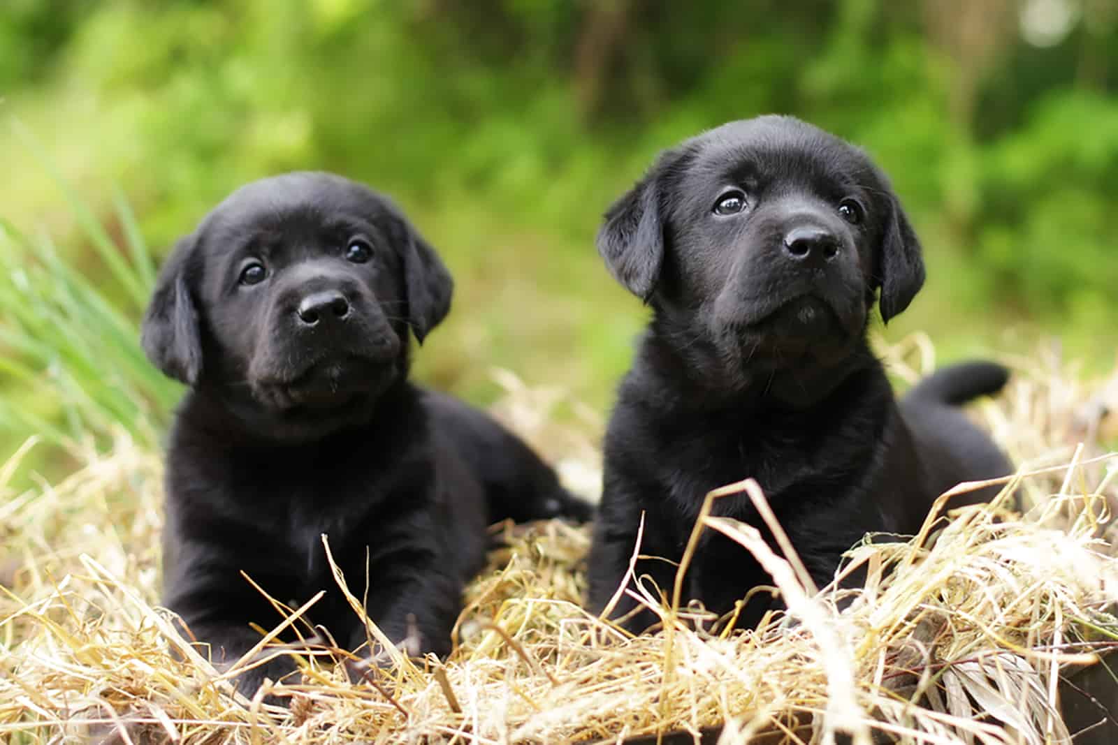 dos cachorros labradores negros sentados en la paja