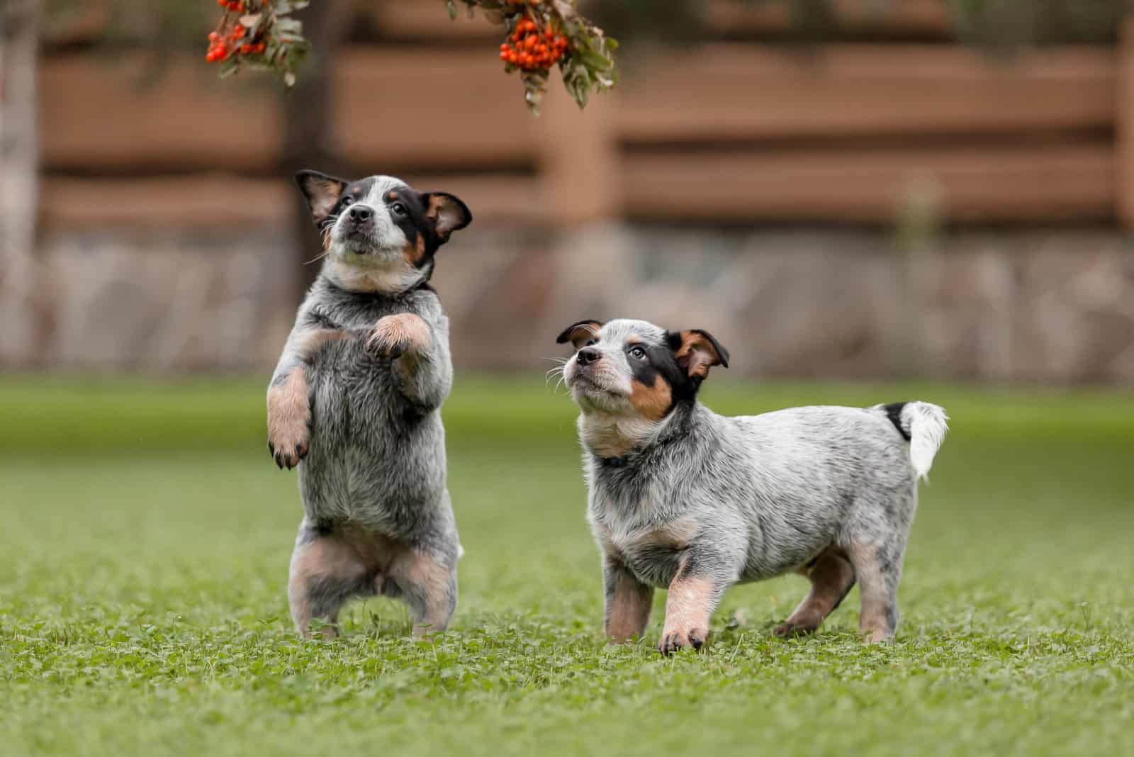 Dos cachorros Blue Heeler