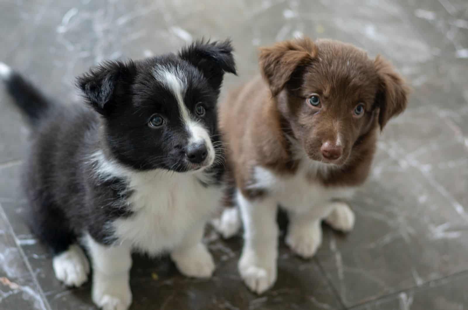 Dos cachorros de Border Collie