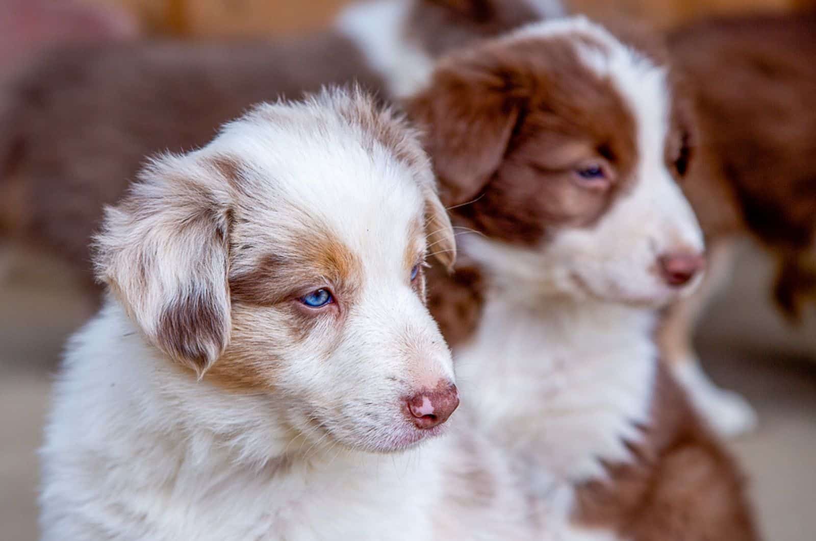 dos cachorros de border collie al aire libre