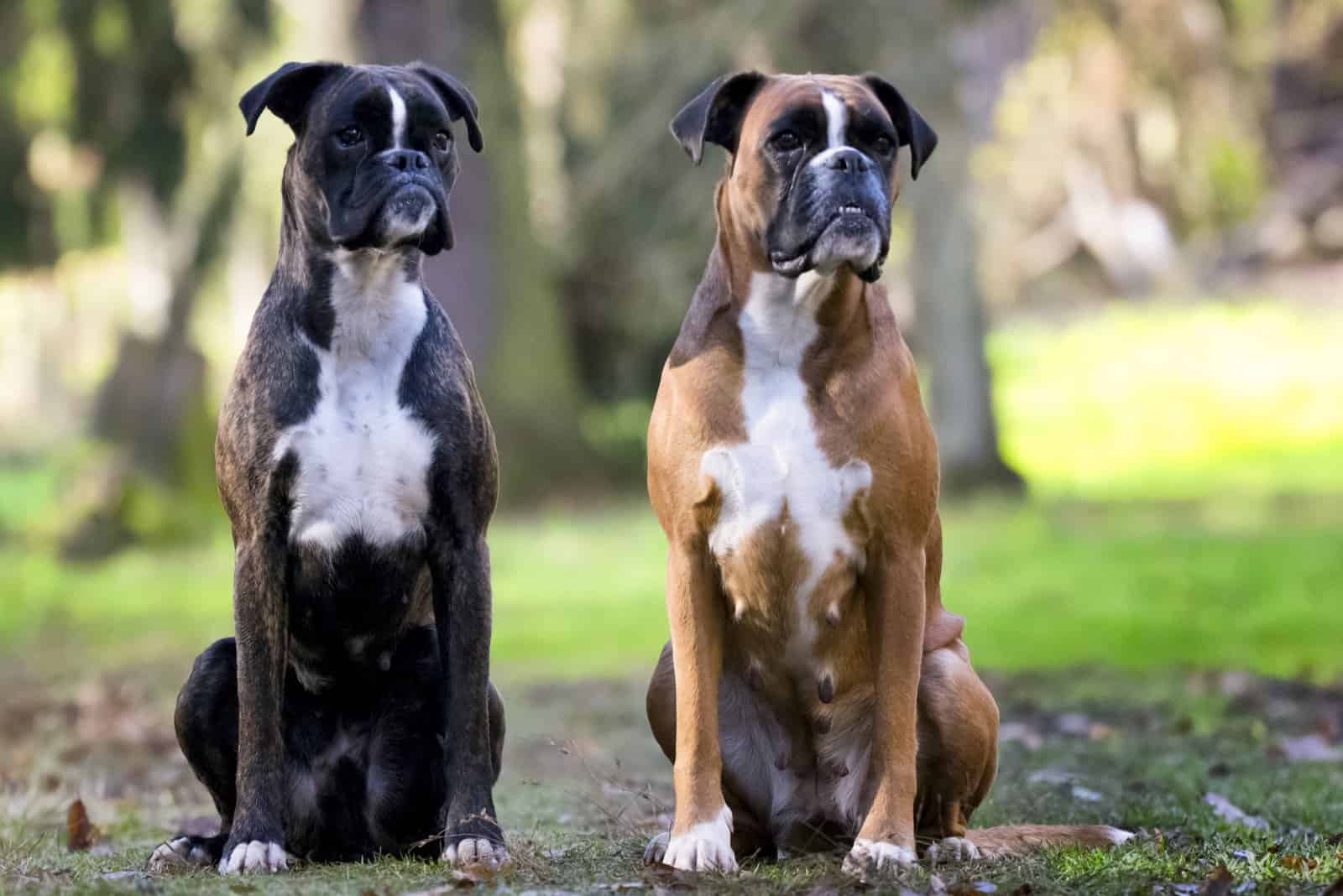 dos perros boxer sentados fuera