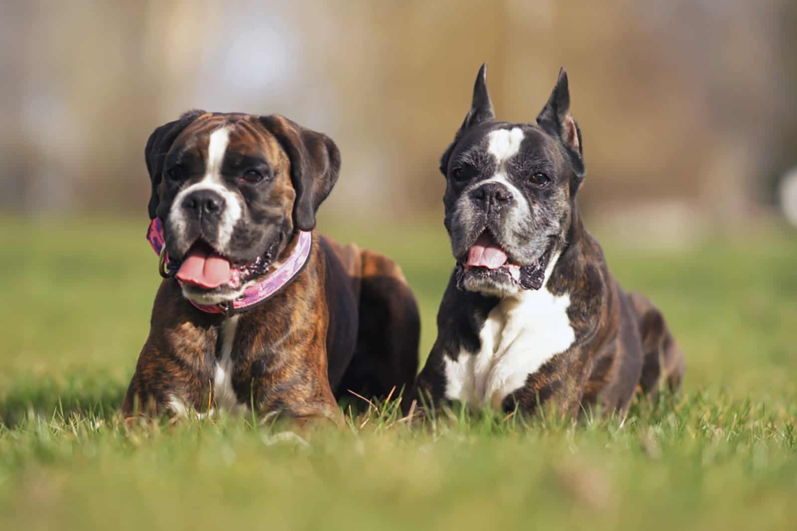 dos perros boxer atigrados, uno con orejas normales y otro con orejas cortadas