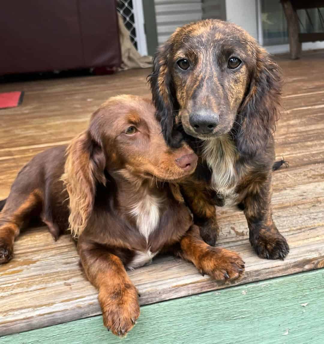 dos dachshunds atigrados