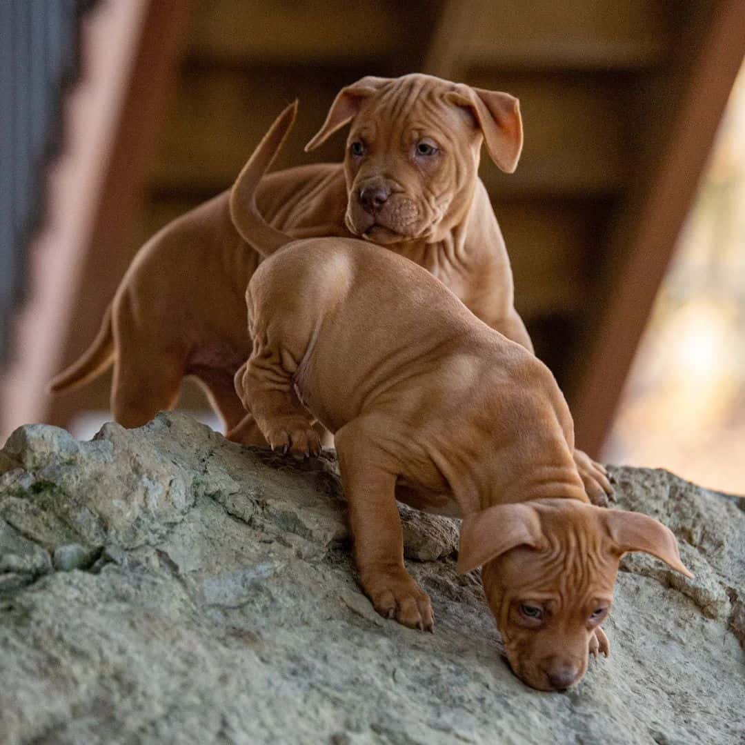 dos cachorros American Pitbull Terrier marrones