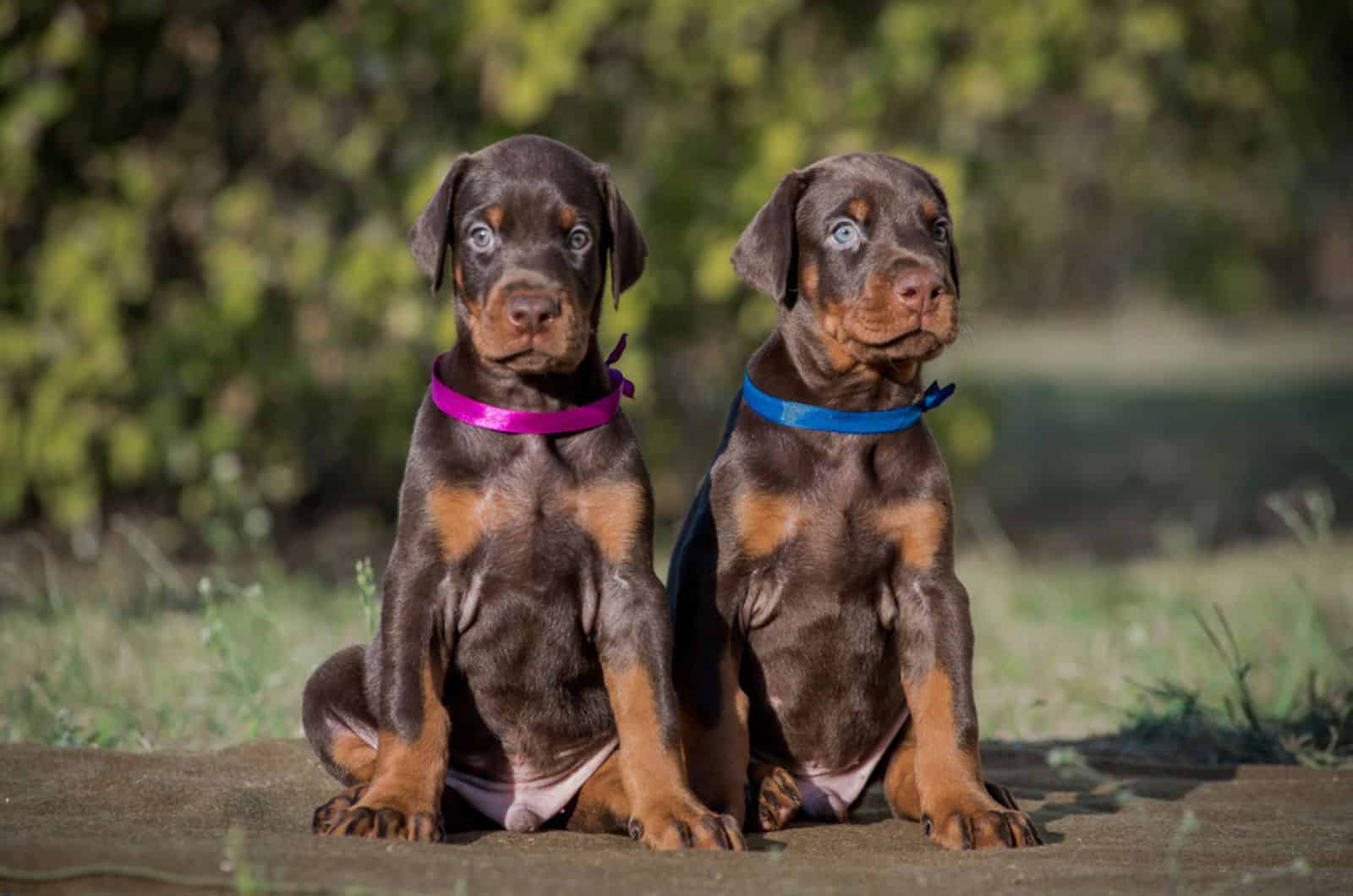 dos cachorros de doberman marrón sentados en el suelo