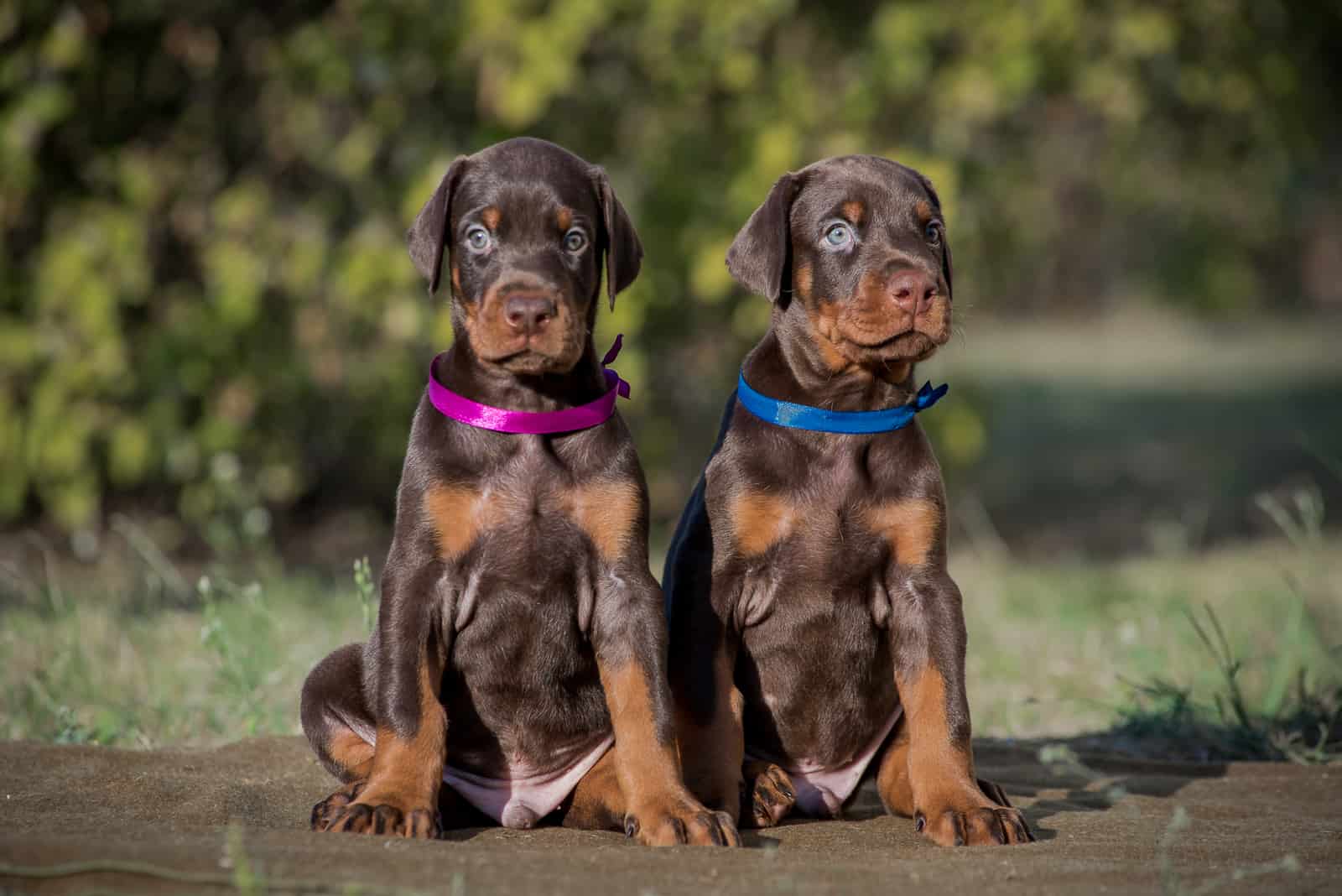 dos cachorros de doberman marrones