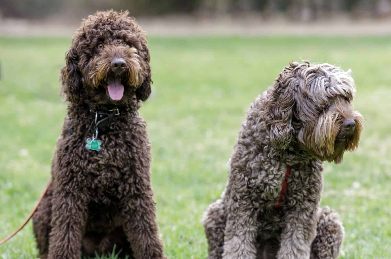 dos labradoodles café sobre el césped