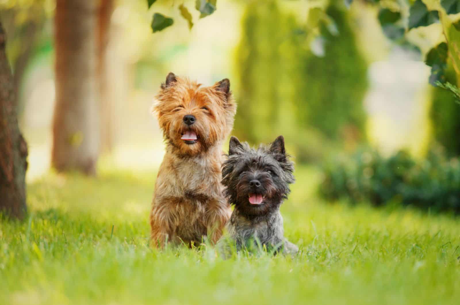 dos perros cairn terrier en el parque
