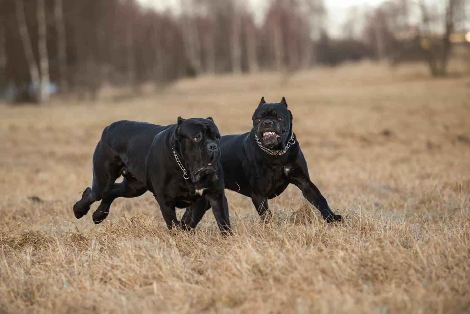 dos perros de cane corso jugando afuera