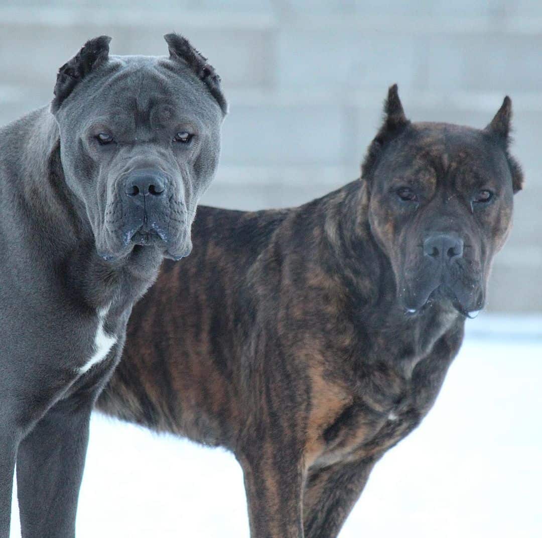 dos perros cane corso con orejas recortadas