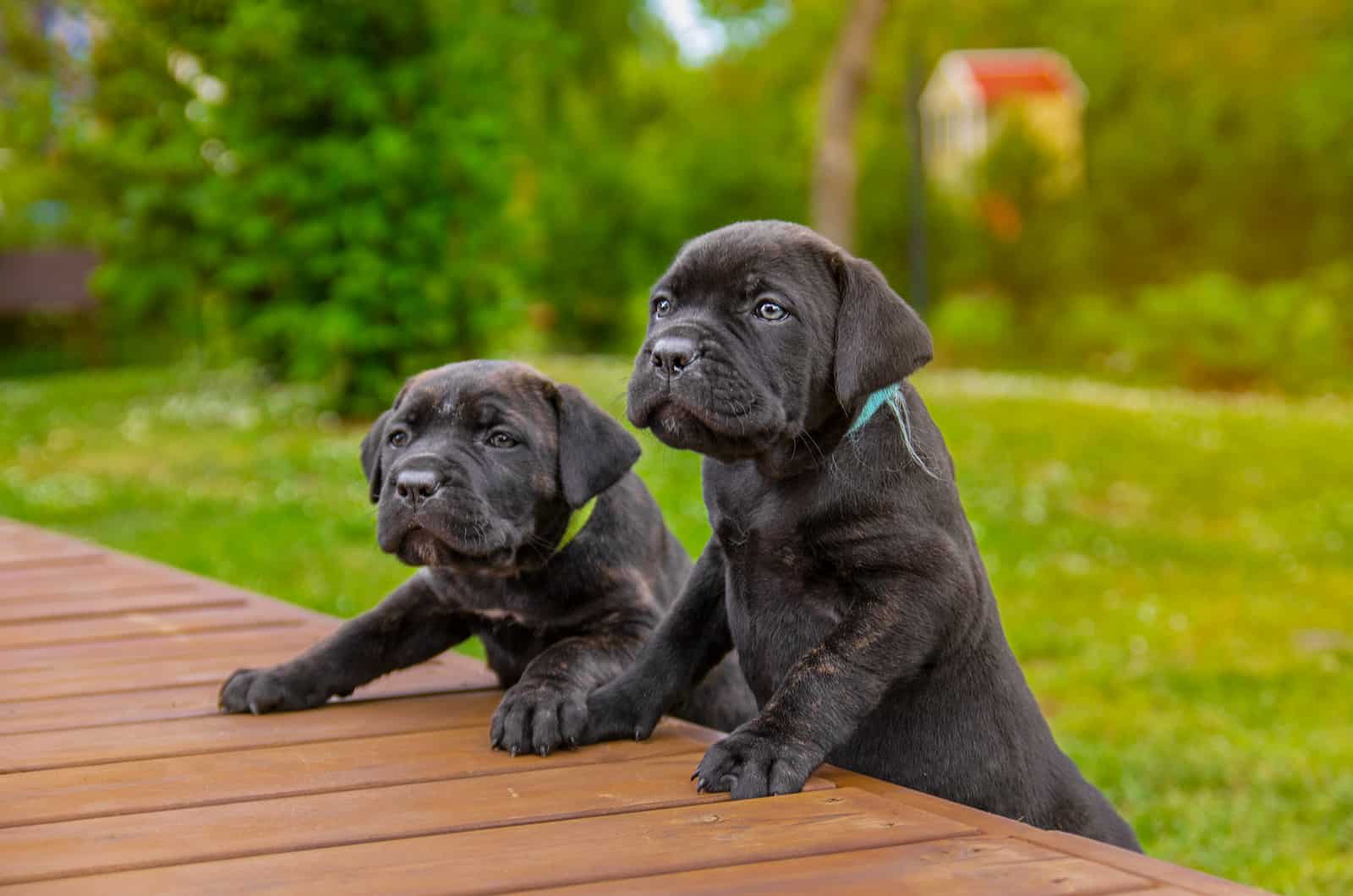 dos cachorros de cane corso