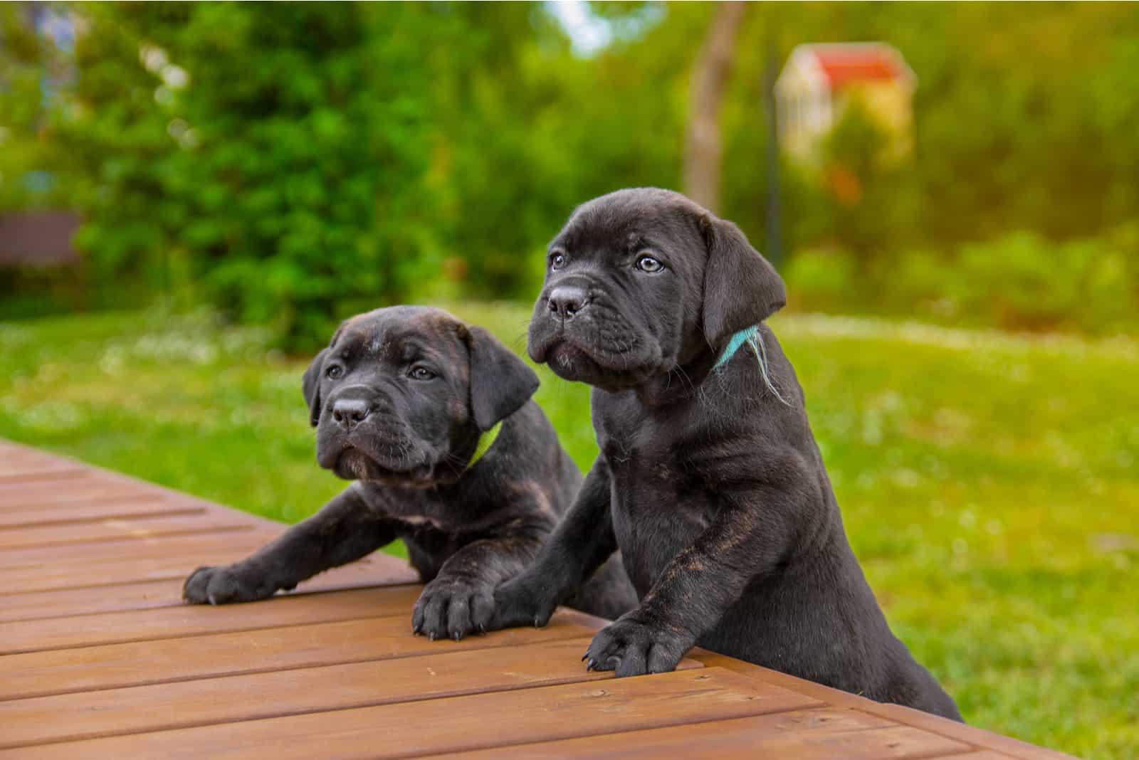 dos cachorros de cane corso de pie en la plataforma