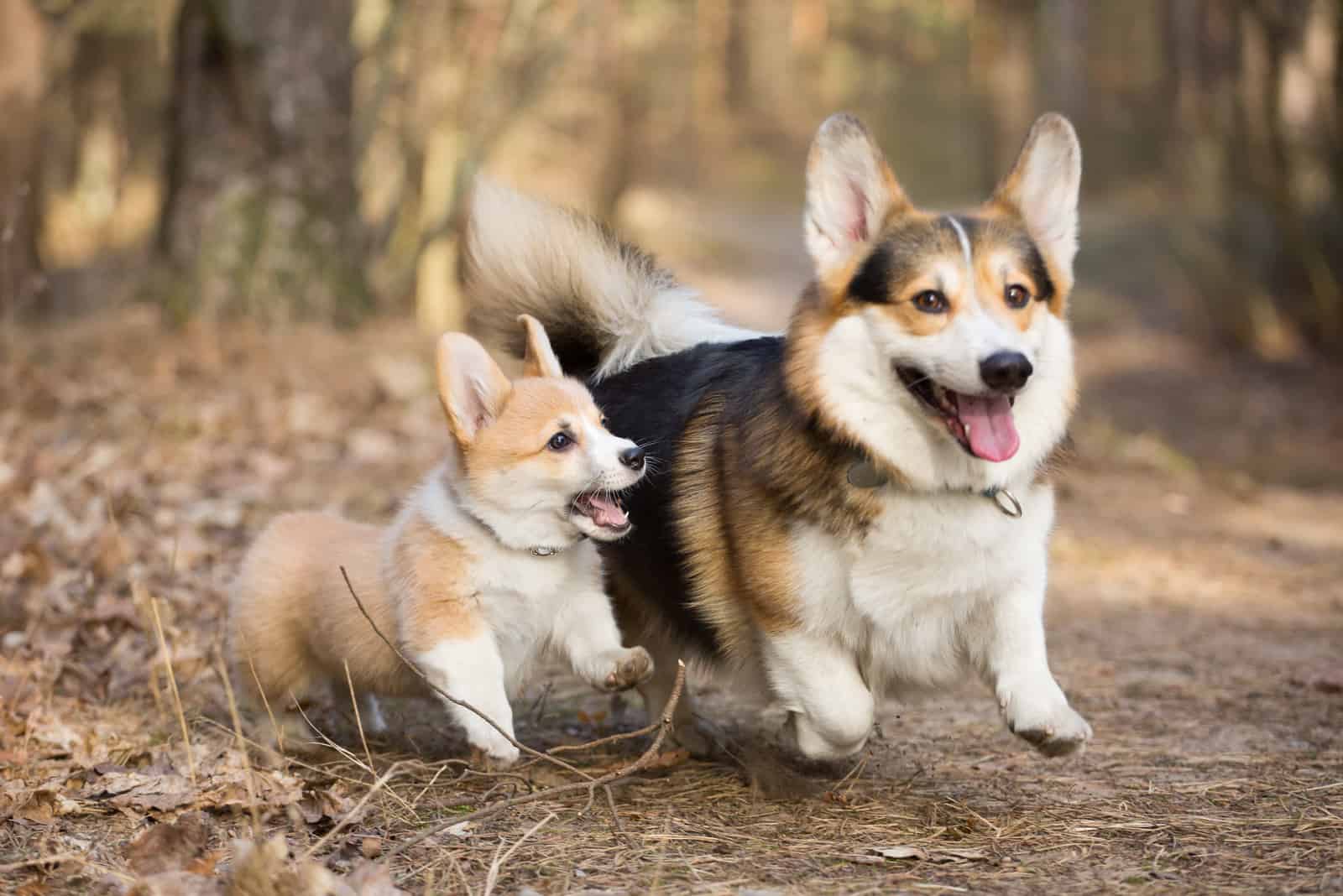 dos perros corgi en el bosque
