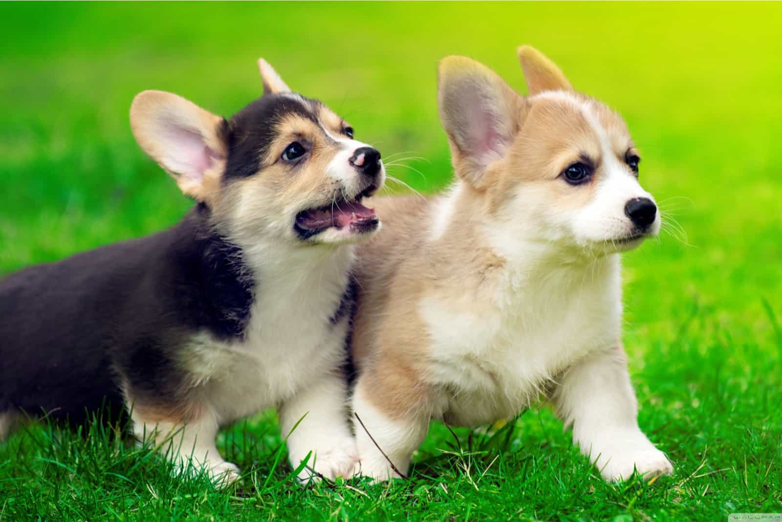 dos cachorros de corgi