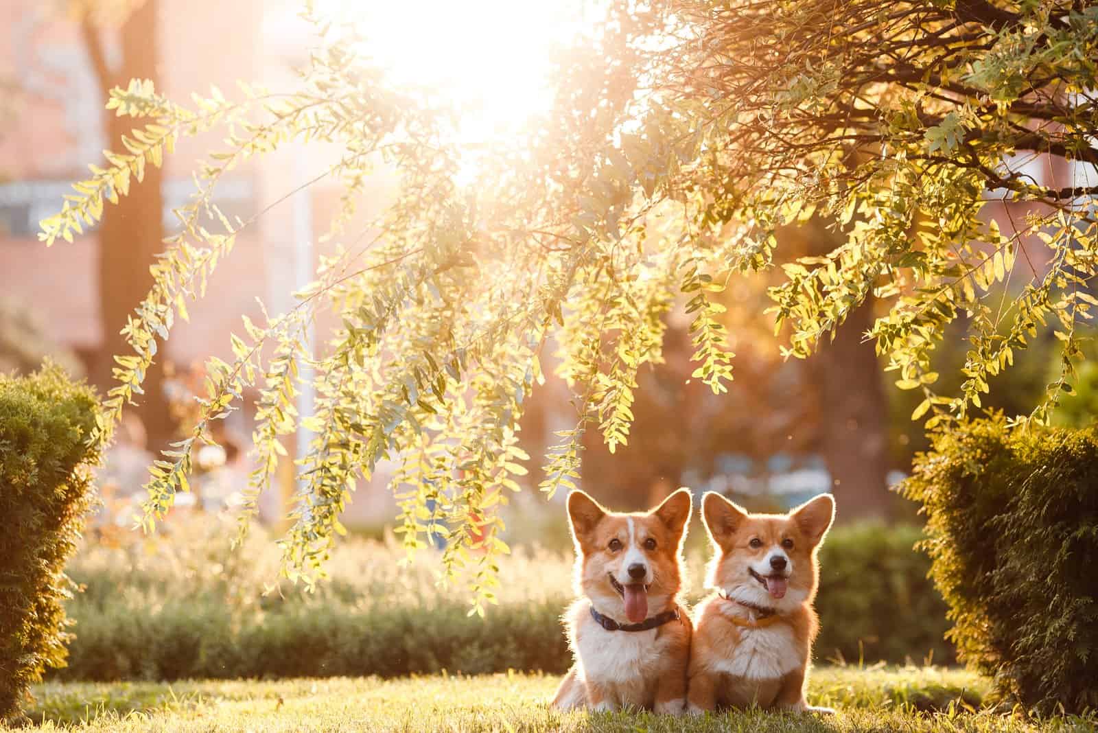 dos corgis en el parque