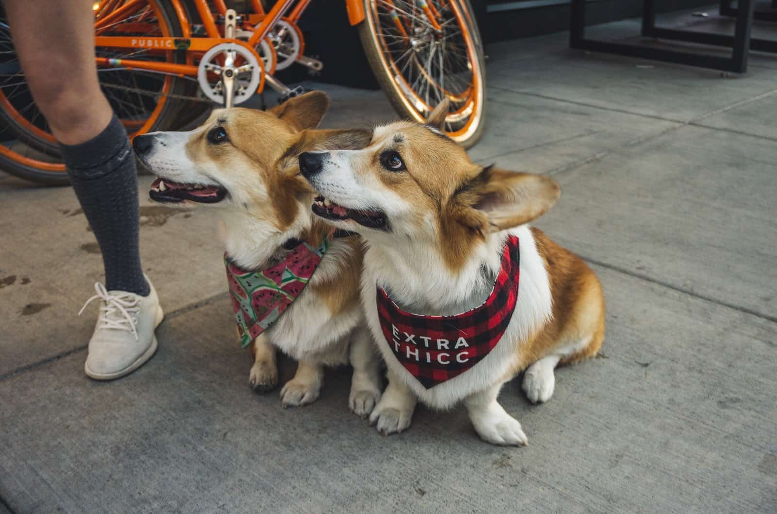 dos corgis con collares