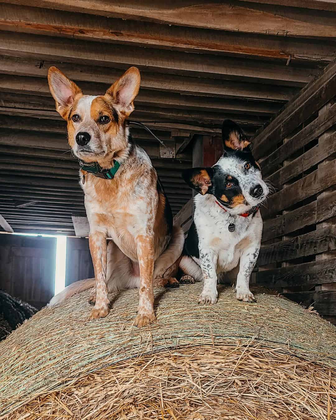 dos cowboy corgis