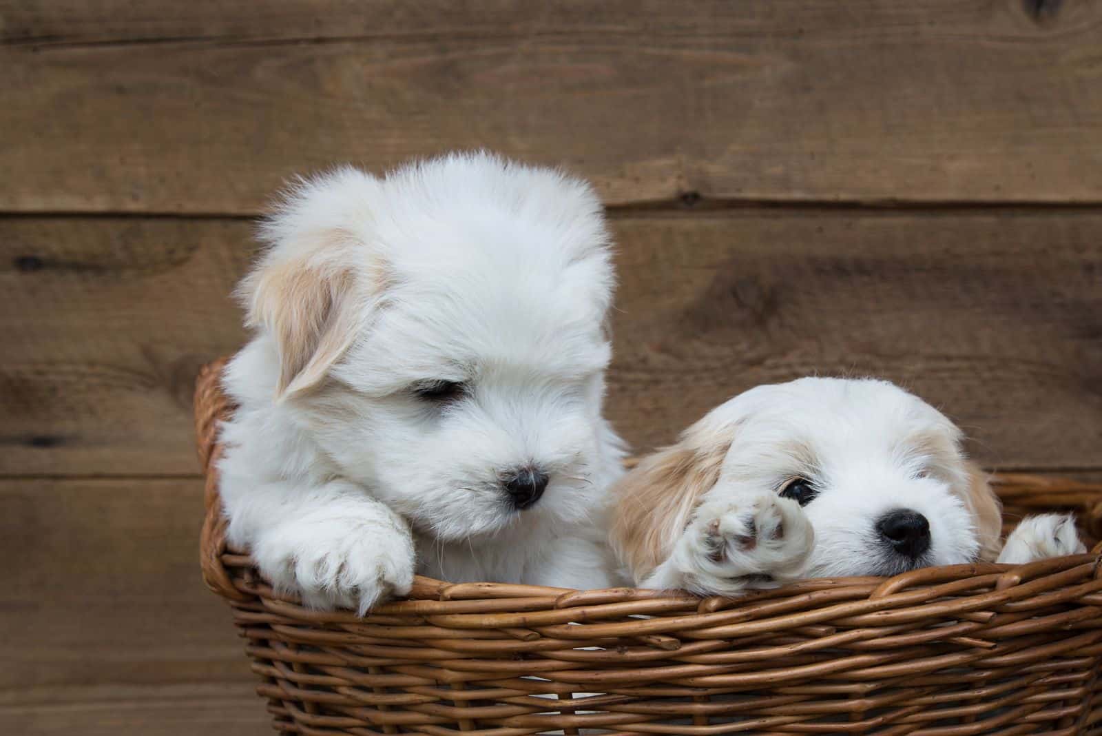dos adorables Cotons confiables en una cesta de mimbre