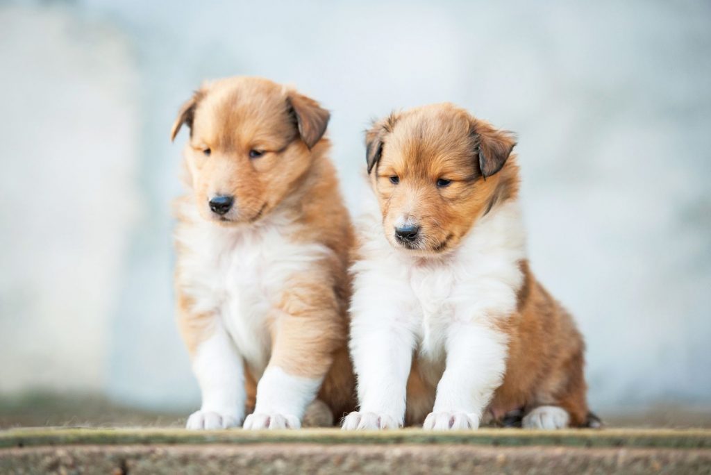 dos adorables cachorros de collie de pelo largo
