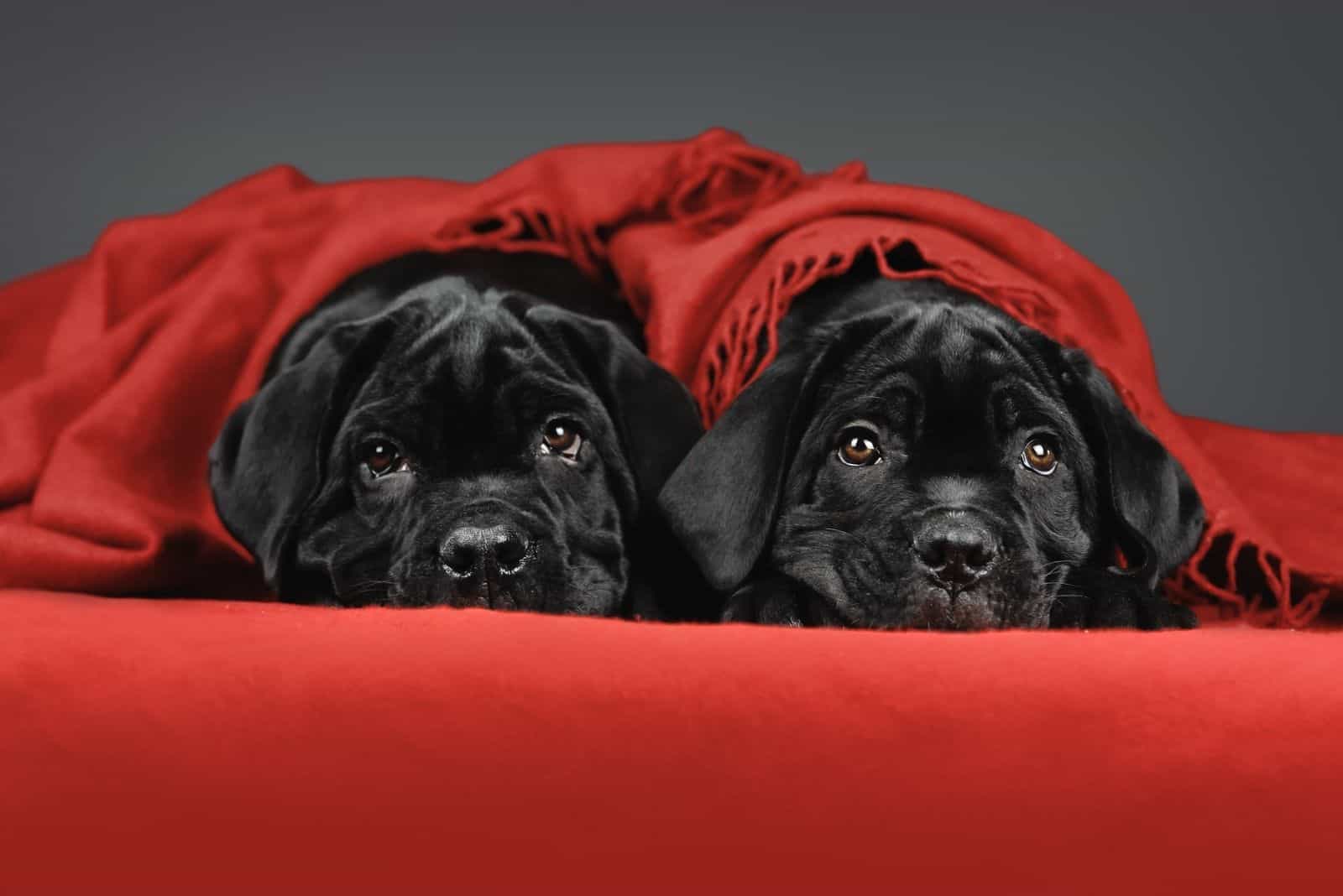 dos lindos cachorros de corso bajo una manta roja con fondo gris