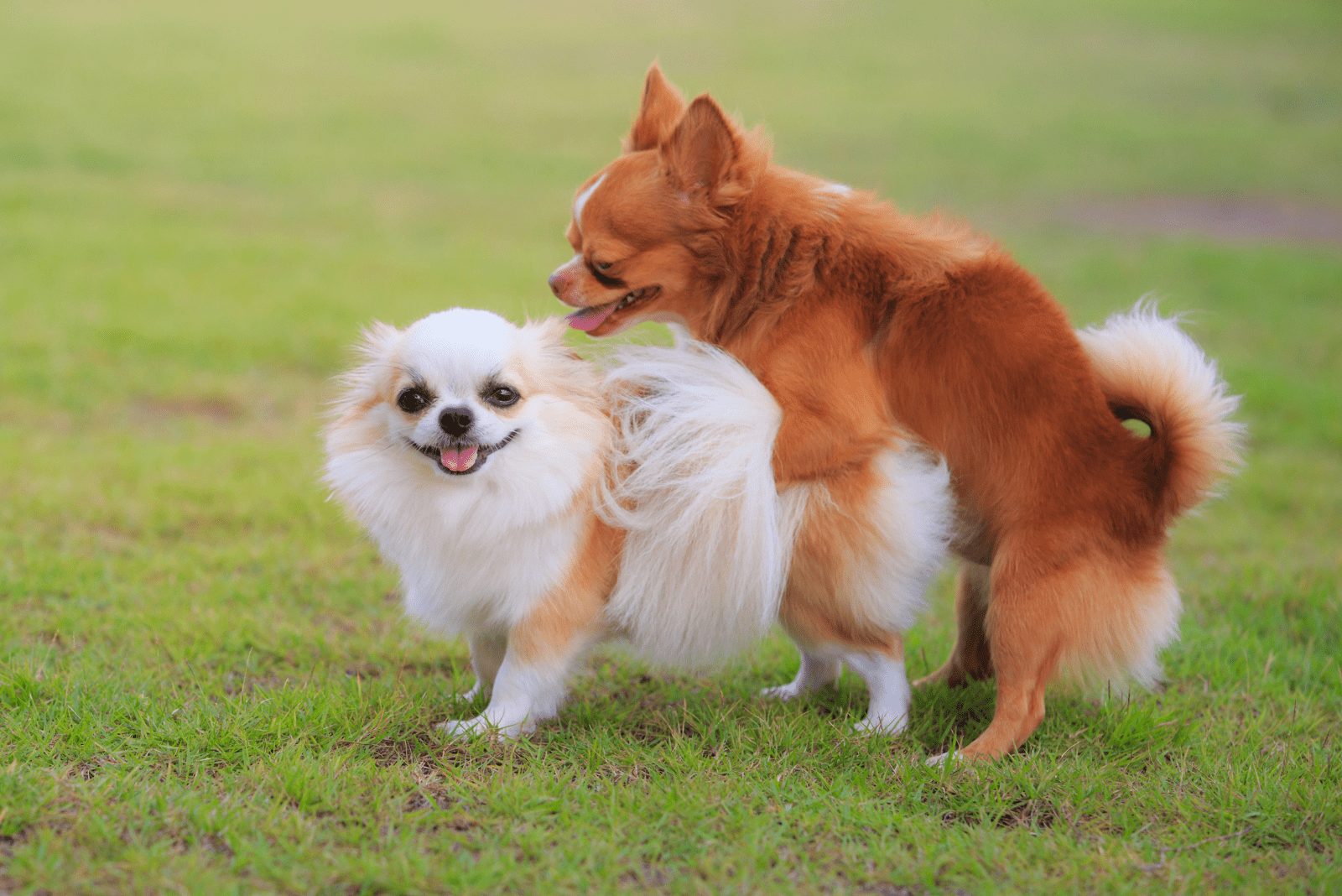 dos chihuahuas lindos están apareándose