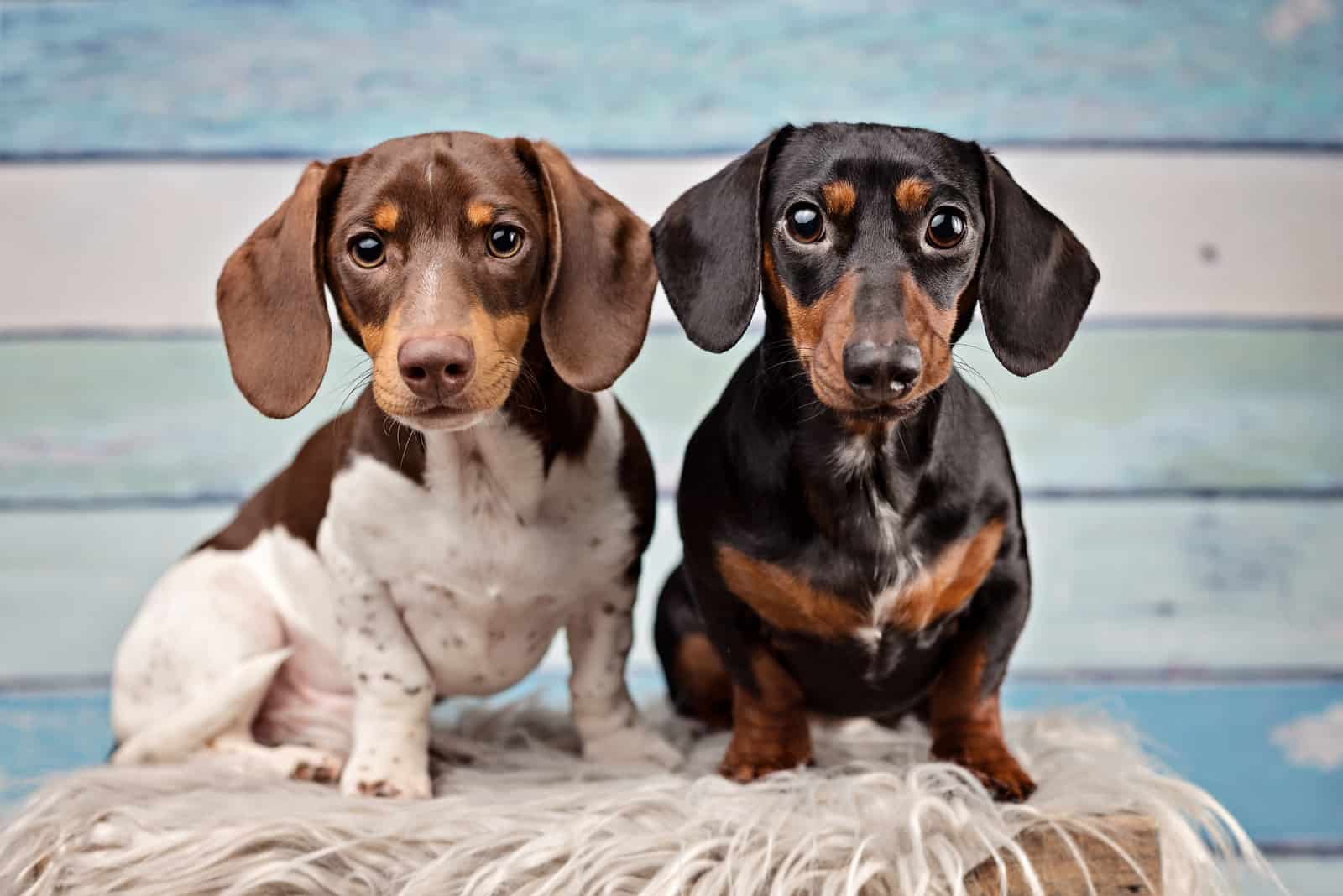 dos lindos perros dachshund de diferentes colores posando