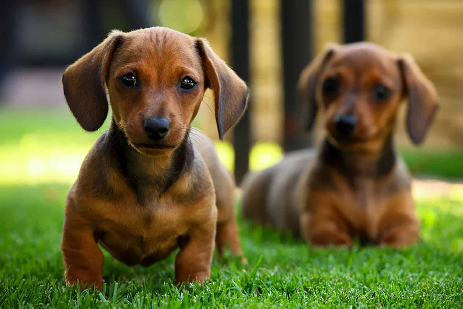 dos lindos cachorros de dachshund en el jardín