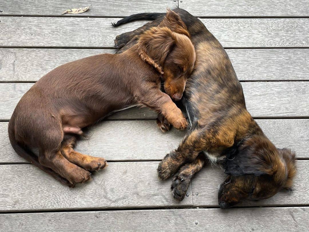 dos lindos dachshunds durmiendo