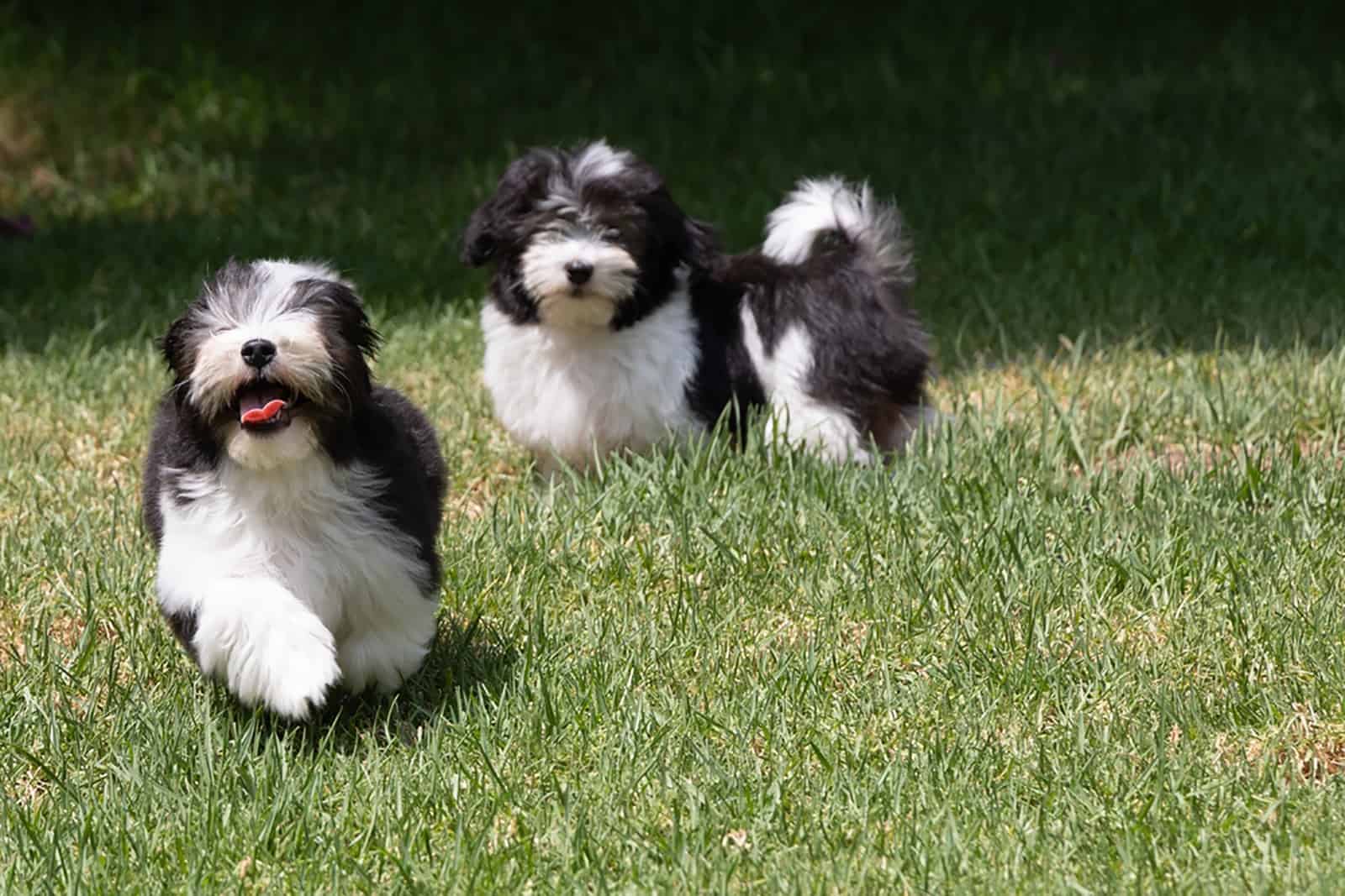 dos cachorros de havanese lindos corriendo por el césped