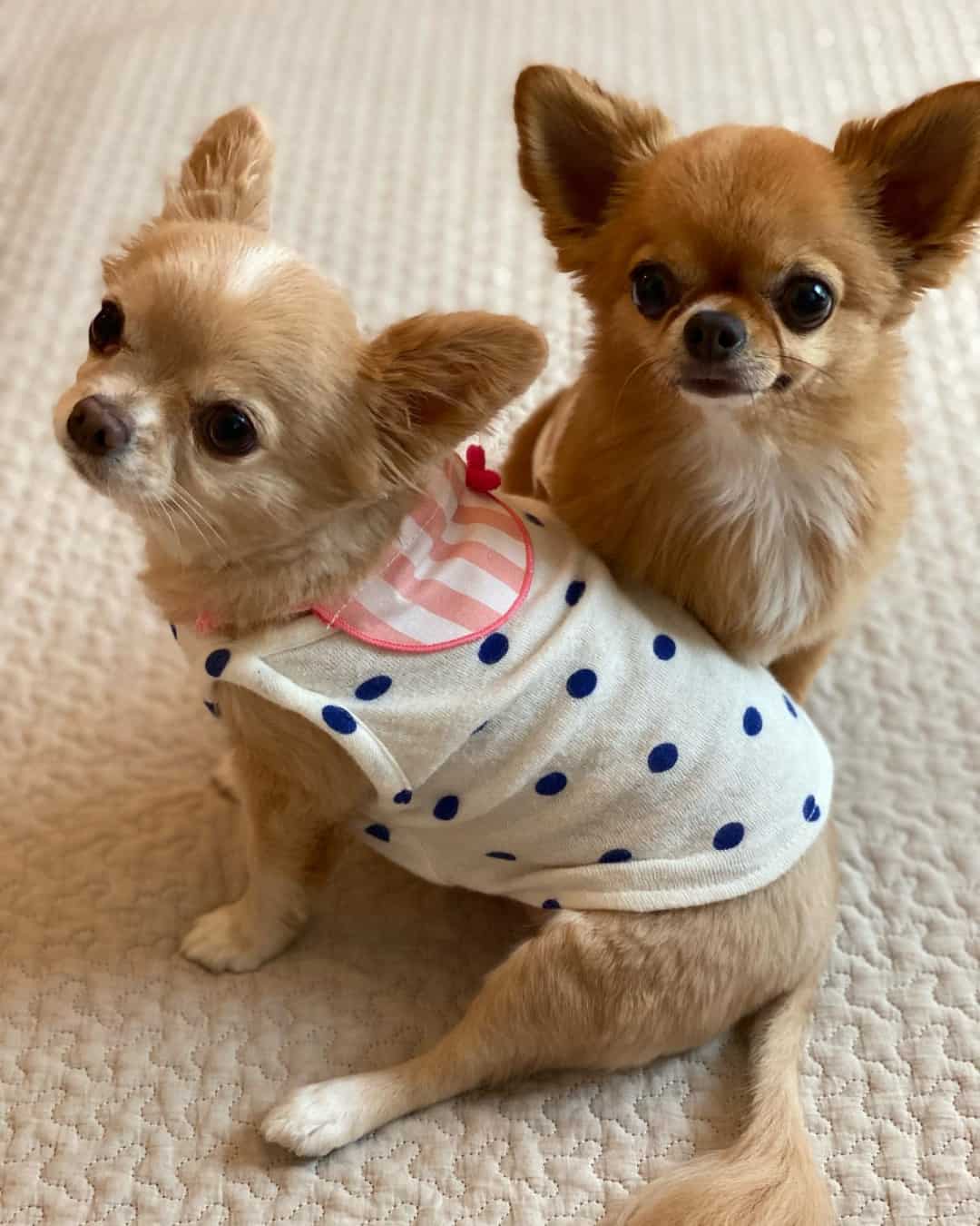 dos pequeños perros Chihuahua lindos