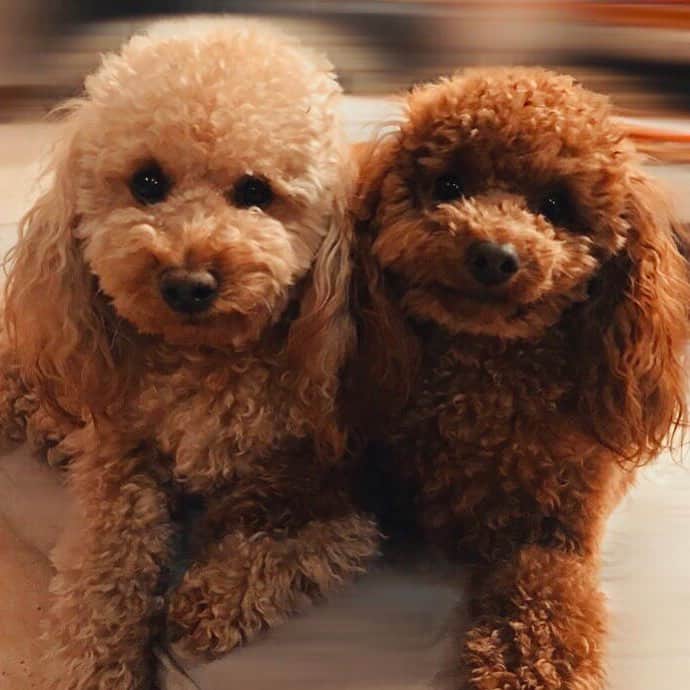 dos lindos caniches toy